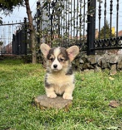 Welsh Corgi Pembroke